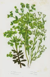 Blühende Pflanzen Großbritanniens: Meereswolfsmilch, Portland-Wolfsmilch, Kleine Wolfsmilch, Zwergwolfsmilch