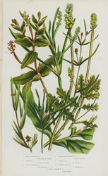 Blühende Pflanzen Großbritanniens: Kleines Teichkraut, Grasiges Teichkraut, Scharfblättriges Teichkraut, Gras-Wrack-ähnliches Teichkraut, Lockiges Teichkraut, Durchwachsenes Teichkraut, Langstieliges Teichkraut