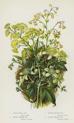 Blühende Pflanzen Großbritanniens: Waldrebe, Alpen-Wiesenraute, Kleine Wiesenraute, Gelbe Wiesenraute