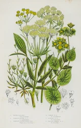 Blühende Pflanzen Großbritanniens: Wasser-Pastinak, Schmalblättriger Wasser-Pastinak, Schmalblättriger Hasenohr, Gemeines Hasenohr, Schlankes Hasenohr, Sichelblättriges Hasenohr