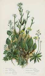 Blühende Pflanzen Großbritanniens: Wasser-Speerblatt, Frühlings-Hungerblümchen, Gelbes Alpen-Hungerblümchen, Gedrehtes Hungerblümchen, Ehrenpreisblättriges Hungerblümchen, Felsen-Hungerblümchen