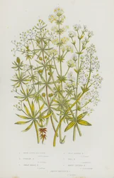 Blühende Pflanzen Großbritanniens: Weißes Wasser-Labkraut, Aufrechtes Labkraut, Großes Hecken-Labkraut, Kreuzblättriges Labkraut, Mauer-Labkraut, Warzenfrüchtiges Labkraut, Glattfrüchtiges Labkraut