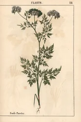 Narrenpetersilie Aethusa cynapium, aus 