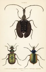 Waldraupenjäger, Calosoma sycophanta 1, Laufkäfer, Elaphrus riparius 2, und Geigenkäfer, Mormolyce phyllodes 3