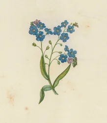 Vergissmeinnicht, Myosotis Palustris