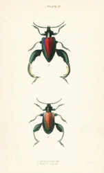 Froschkäfer oder Kängurukäfer, Sagra buqueti, Männchen und Weibchen
