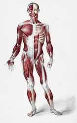 Vorderseite des männlichen menschlichen Körpers, der Muskeln, Sehnen und Knochen zeigt, aus The Vessels of the Human Body, herausgegeben von Jones Quain und William Wilson, veröffentlicht von Taylor und Watson, London 1837