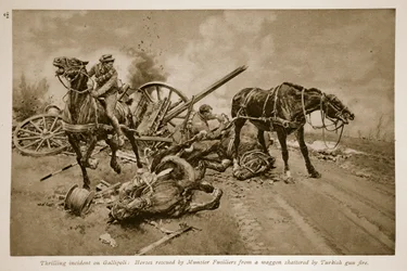 Gallipoli: Pferde gerettet von Munster Fusiliers aus einem von türkischem Geschützfeuer zerschmetterten Wagen, 1914-19