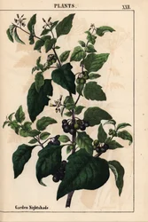 Garten- oder Schwarzer Nachtschatten mit schwarzen Beeren, Solanum nigrum, aus "Das lehrreiche Bilderbuch oder Lektionen aus der Pflanzenwelt", [Charlotte Mary Yonge], Edinburgh