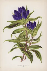 Gentiana Andrewsii
