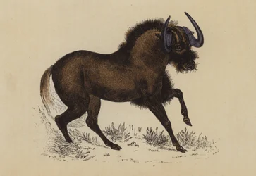 Gnu