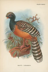 Grauer Hokko