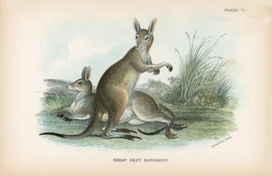 Großer Grauer Känguru