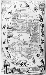 Falknerei und Beizjagd, aus 