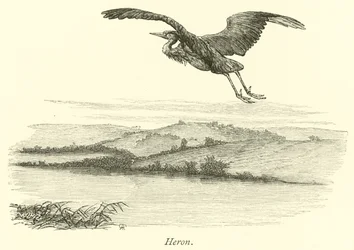 Reiher