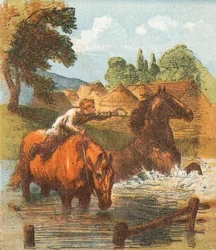 Pferde trinken in einem Teich