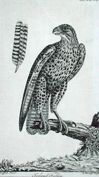 Isländischer Falke (Falco rusticolus), aus 