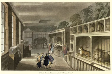 Innenansicht von Politos Royal Menagerie, Exeter Change, Strand, 1812