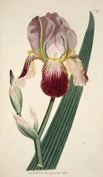 Iris Sambucina (Holunderduftende Iris), veröffentlicht 1792, handkolorierter Stich