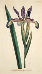 Iris Spuria (handkolorierter Stich)
