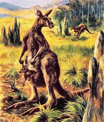 Känguru