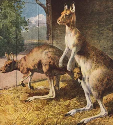 Kängurus