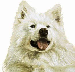 Keeshond