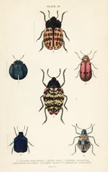 Blattkäfer: Cyrtonota sexpustulata 1, Lachnaia hirta 2, Chlamys monstrosa 3, Doryphora tessellata 4, Erotylus histrio 5 und Spheniscus erotyloides 6