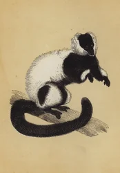 Lemur