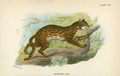 Leopard-Katze