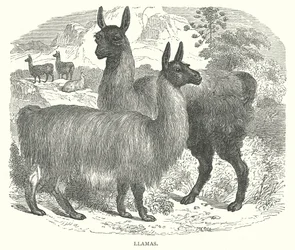 Lamas (Gravur)