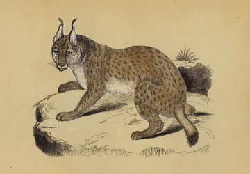 Luchs