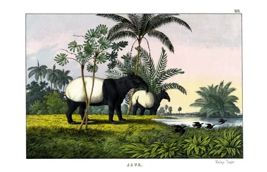 Malaiischer Tapir