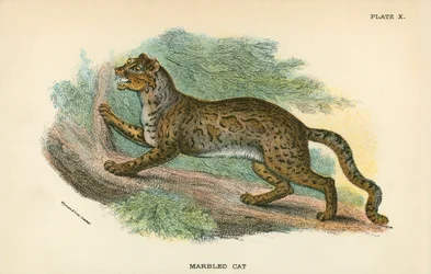 Marmorierte Katze