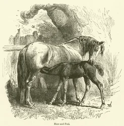 Stute und Fohlen (Gravur)