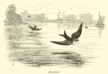 Martins