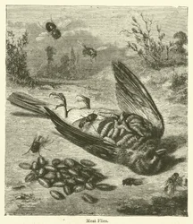 Fleischfliegen