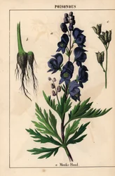Eisenhut mit blauen Blüten, aus "The Instructive Picturebook, or Lessons from the Vegetable World," [Charlotte Mary Yonge], Edinburgh