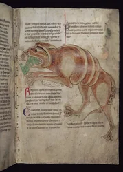Ms.254 f.24 r Krokodil verschlingt einen Mann