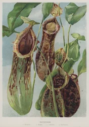 Nepenthes