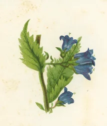 Nesselblättrige Glockenblume, Campanula Trachelium