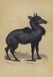 Nilgau