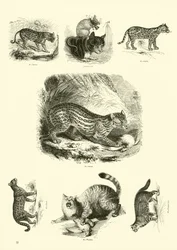 Seite aus dem Pictorial Museum of Animated Nature