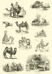 Seite aus dem Bildmuseum der belebten Natur