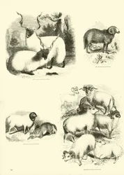 Seite aus dem Bildmuseum der belebten Natur