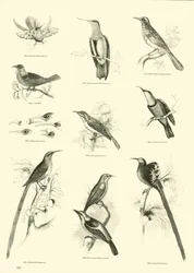 Seite aus dem Bildmuseum der belebten Natur