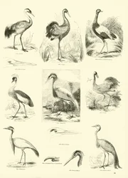 Seite aus dem Bildmuseum der belebten Natur