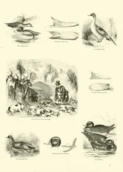 Seite aus dem Bildmuseum der belebten Natur