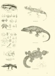 Seite aus dem Bildmuseum der belebten Natur