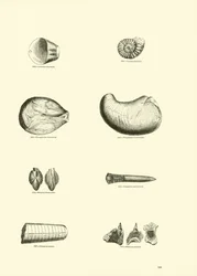 Seite aus dem Bildmuseum der belebten Natur